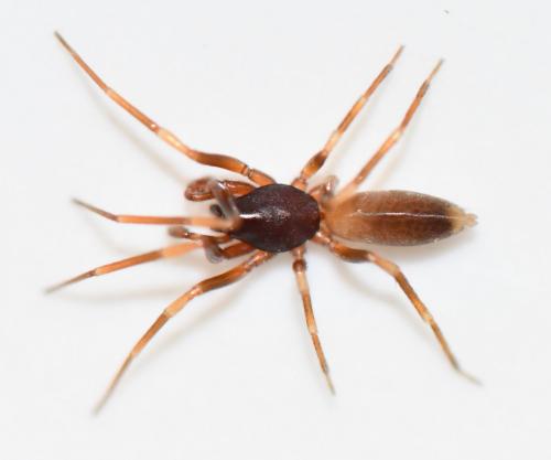 Harpactea hombergi